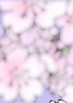 ハイキュー　　　　　　〜苦労してる音駒マネージャー〜