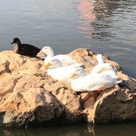 あささんのアイコン画像