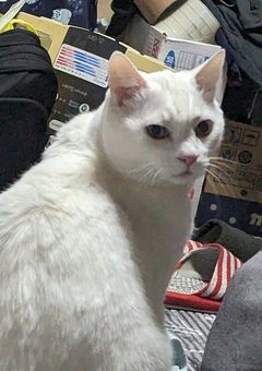 想 良 か ら の ち ょ い 質 問 。