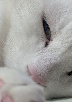 忘 れ た 思 い 出 は 、