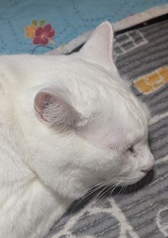 4 号 車 く ん は し ょ ー が く せ ー ！