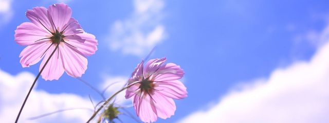 青月水愛＠活動休止さんの壁紙画像