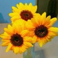 藤崎 光美さんのアイコン画像