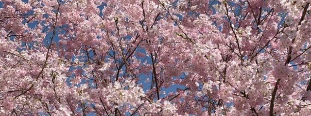 おばば🌸さんの壁紙画像