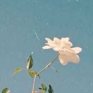 toriさんのアイコン画像