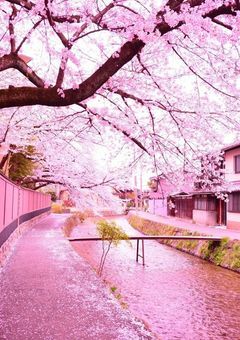 あの桜の木の下で