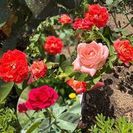 kouk@さんのアイコン画像