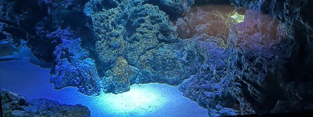 高菜@成人済さんの壁紙画像