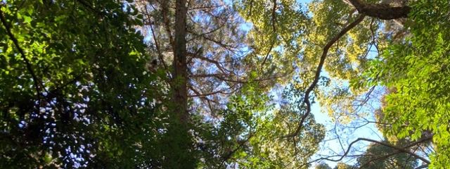  蓮杏 楓さんの壁紙画像