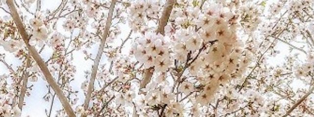 桜さんの壁紙画像