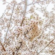 桜さんのアイコン画像