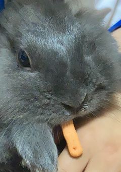 チーくんリクエストボックス