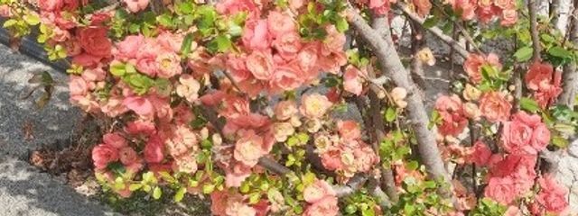 Tukasaさんの壁紙画像