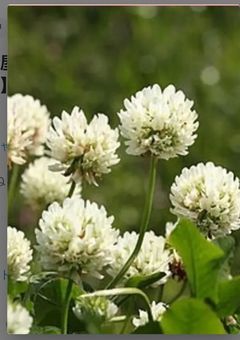 復讐屋にお任せを　【リレー小説】　【彩葉】