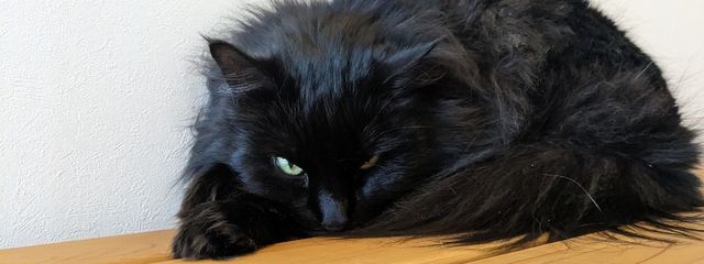 かえ🐱🎲💙さんの壁紙画像