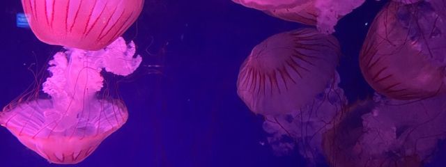 青葉さんの壁紙画像
