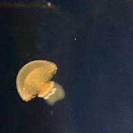 青葉さんのアイコン画像