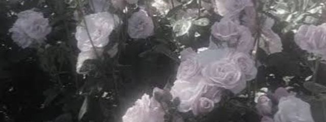 ポコポコさんの壁紙画像