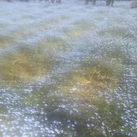 ayaさんのアイコン画像