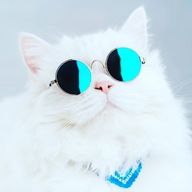 しすさんのアイコン画像