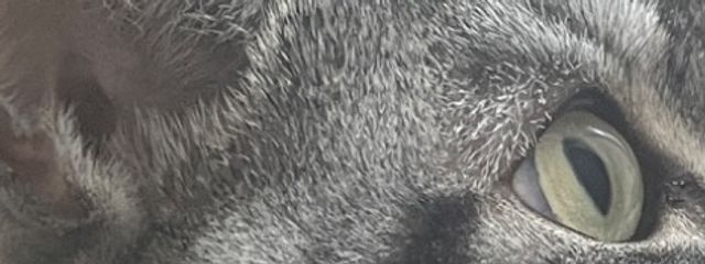 ごりら。さんの壁紙画像