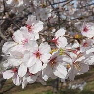 﨑藤芹羽さんのアイコン画像