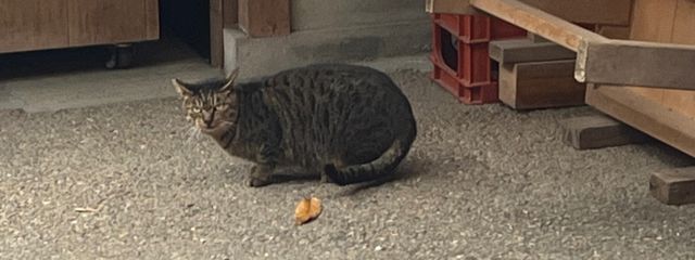 黒猫（犬派）さんの壁紙画像