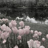 　⠀ ⠀飛花さんのアイコン画像