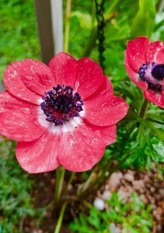散りゆく花に願いを込めて 