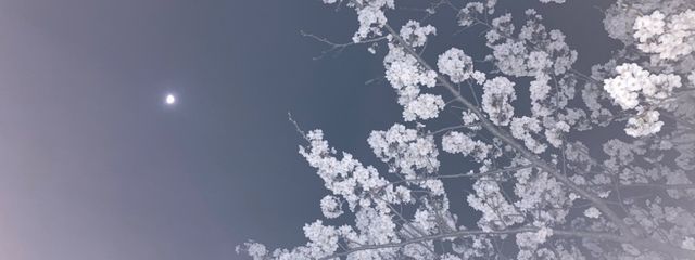 くーきゃん_⚖️🌙さんの壁紙画像