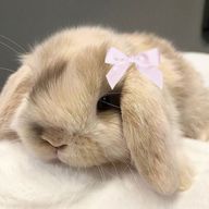 유랑🌙🎀さんのアイコン画像