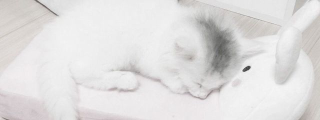 메메🩵さんの壁紙画像