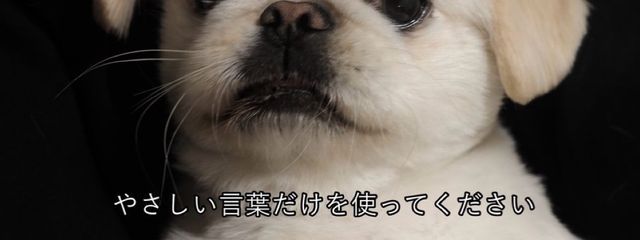 🐶‪‪❤︎‬さんの壁紙画像