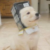 こぴ 🥨🤎さんのアイコン画像