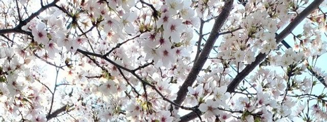 雨宮 とあ☔🦈さんの壁紙画像