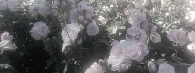 Sakuraさんの壁紙画像