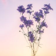 夜明けの星さんのアイコン画像