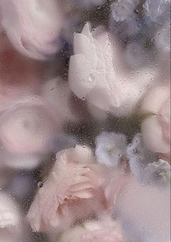 チューベローズの花をキミに。