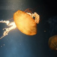 海月さんのアイコン画像