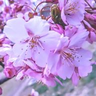 てとら。さんのアイコン画像