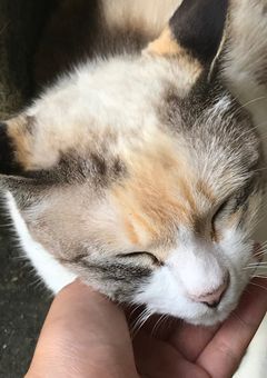 ｡❀ 𓂃𓈒𓏸雑談部屋｡❀ 𓂃𓈒𓏸