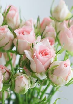 　生徒会副会長 、 幼馴染 の 問題児 に 恋してます　⟬ sm4 ⟭