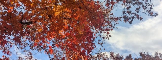 紗季🐈🦊さんの壁紙画像