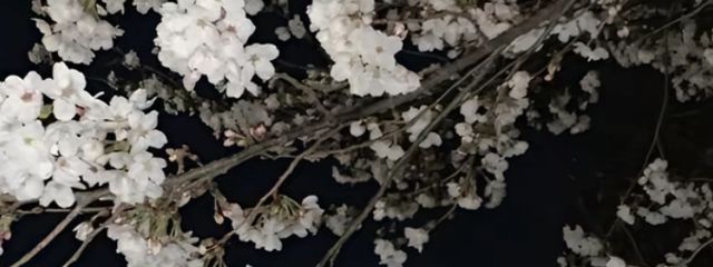 月の呼吸🌙さんの壁紙画像