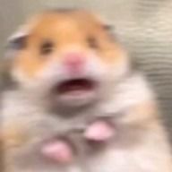 𝓡(投稿休止中ﾃﾞｽ)さんのアイコン画像