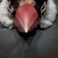 キー君。さんのアイコン画像