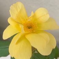 元左利きさんのアイコン画像