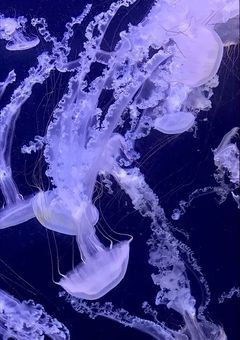 * 重 犯 罪 夫 婦 。