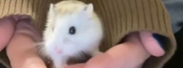 Momo._.さんの壁紙画像