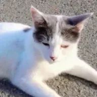 いとこさんのアイコン画像